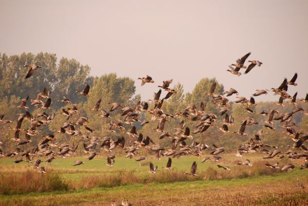 Wanneer een groep kolganzen opvliegt zie ik warempel een kraanvogel staan, welke zich te goed doet aan de door de boeren tijdens de oogst gemorste maiskorrels.