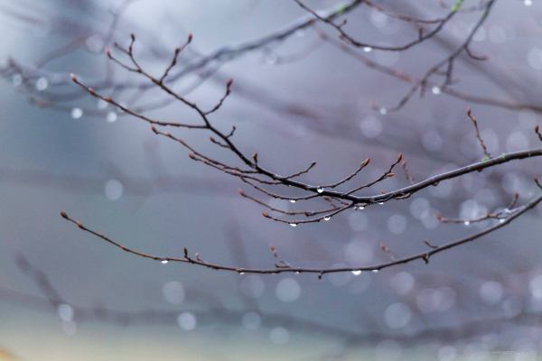 Karpervissen op Carp Nijstad, een Nederlands betaalwater hoe doe je dat?
