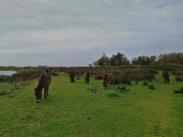 ik wed niet alles op 1 paard vandaar dat ik altijd verschillende soorten karper rigs inzet