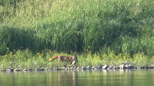 een vos loopt tijdens het riviervissen op karper voorbij
