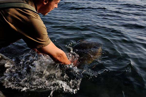 Wil je als visser echt vooruit dan moet je 100% vertrouwen hebben in de boilies die je gebruikt!(Een dikke vijftiger van openbaar water. Een van de tien vissen die ik gelijk in de eerste sessie op een nieuw water wist te vangen