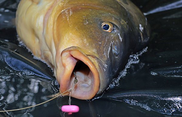 karper rigs voor het obstakelvissen moeten achter de harde liprand haken