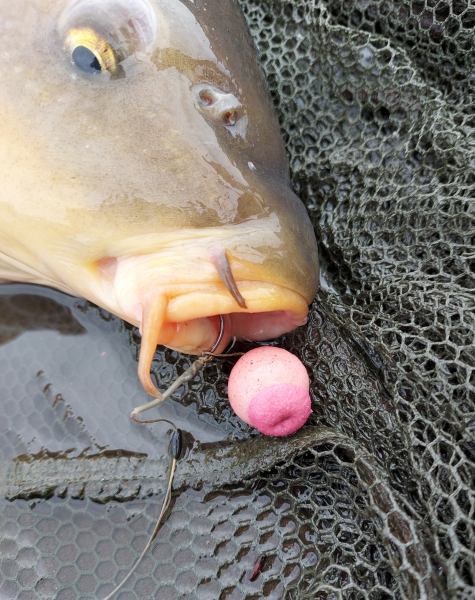 Een half boilie met een zinkende squid liver boilie doen het goed op dit betaalwater!